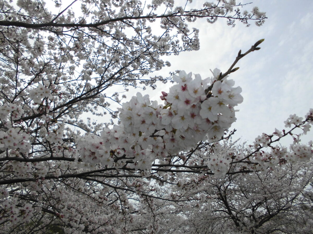 🌸お花見週間🌸～守山デイサービス～