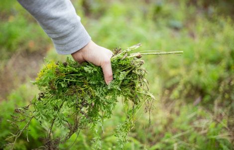 Young man hands clearing / cleaning the garden of litter during autumn / fall season